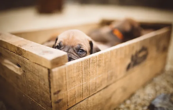 Dog, puppy, box