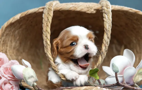 Picture flowers, roses, dog, puppy, basket, Magnolia, Cavalier-king-Charles-Spaniel, Svetlana Pisareva