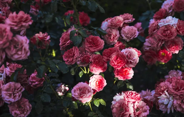 Picture flowers, roses, pink