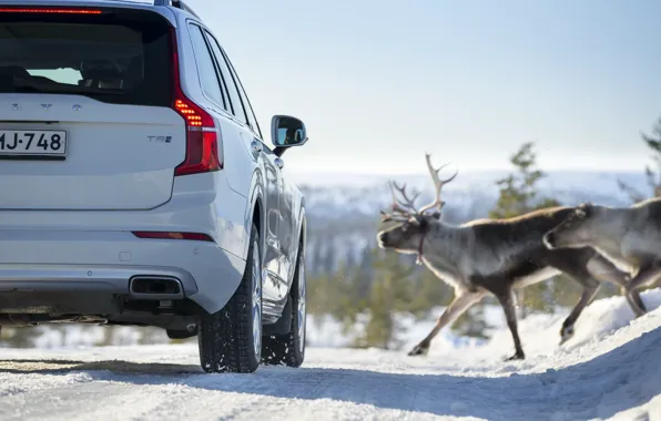 Picture Winter, Volvo, Snow, Deer, Back, luxury SUV, Luxury SUV, Volvo XC90 T8