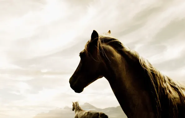 The sky, fog, 150, horse