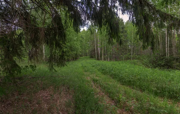 Grass, Trees, Forest, Branch, Ankudinov Leonid, On an overgrown road
