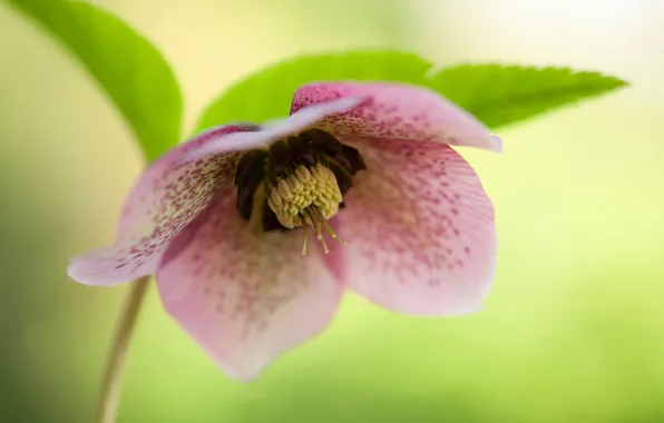 Flower, leaves, nature, plant, petals