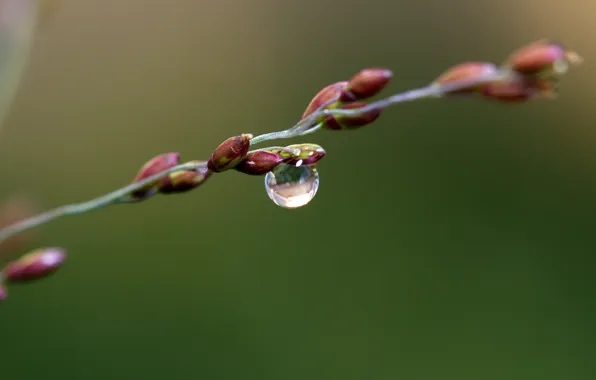 Drop, grass, one, on the branch, perfect