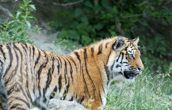Picture cat, grass, look, tiger, profile, Amur