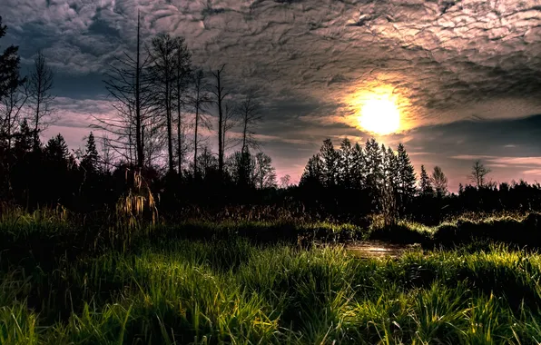 Forest, nature, morning