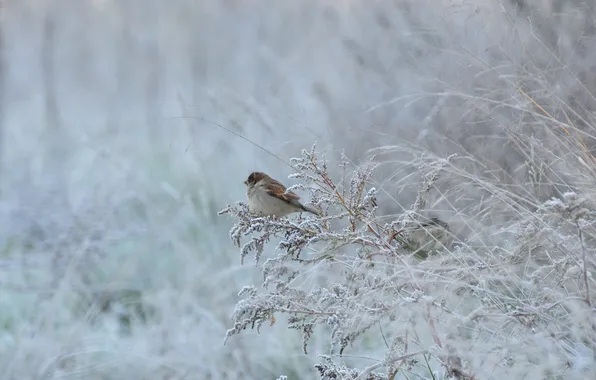 Picture winter, frost, grass, branches, bird, Sparrow
