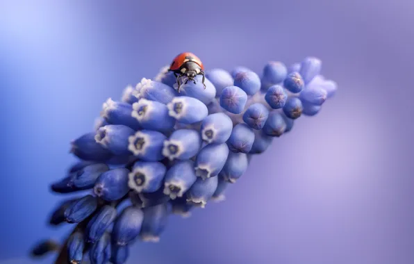 Flowers, nature, ladybug