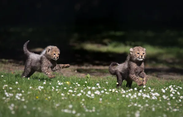 Flowers, glade, running, pair, two, cubs, cheetahs