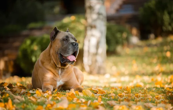Autumn, leaves, portrait, dog, dog, bokeh, Cane Corso