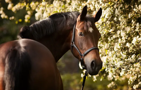 Picture summer, nature, horse