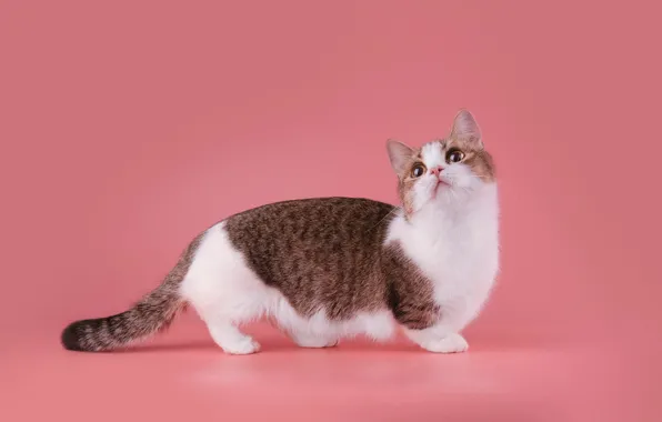 Cat, cat, look, pose, kitty, muzzle, cute, is