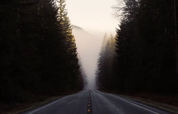 Road, forest, nature