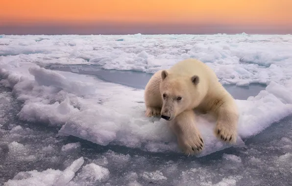 Winter, the sky, water, snow, nature, the ocean, ice, bear