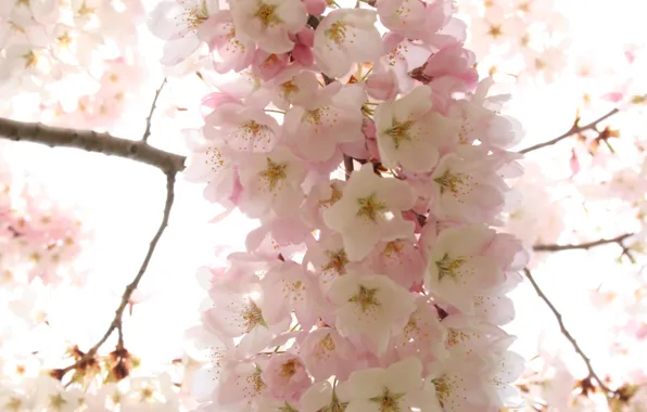 Picture flowers, cherry, tree, spring, petals, Sakura, pink, white