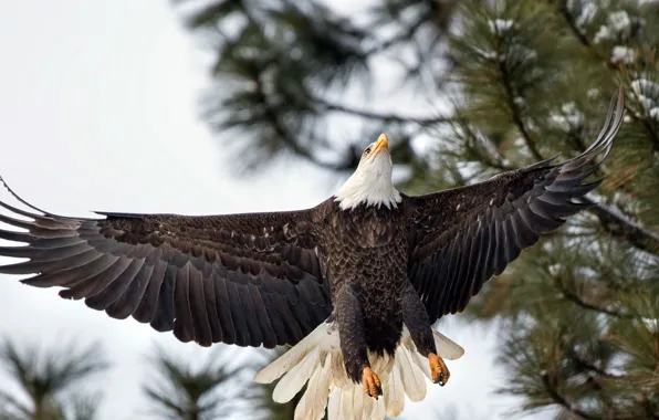 Bird, flight, eagle