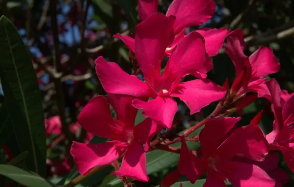 Flower, Plant, Petals, Flower, Plant, Petals, Pink Oleander, Pink Oleander