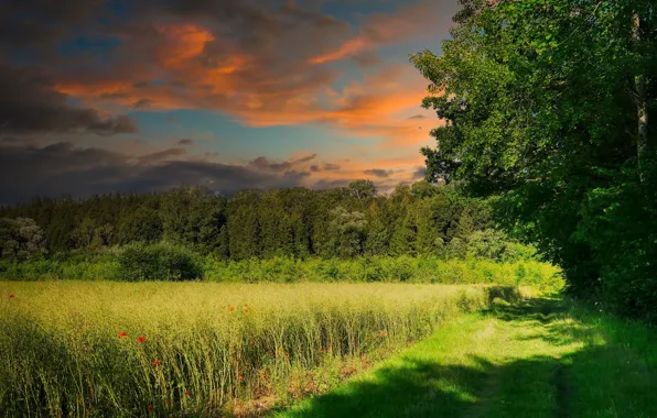 Picture field, summer, the sun, trees, sunset, nature