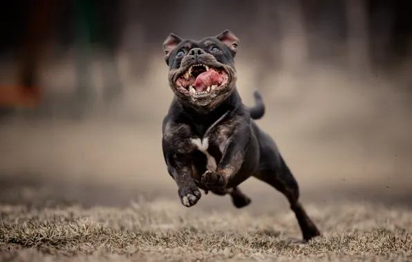 Picture face, background, dog, running