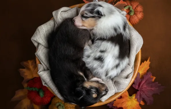 Dogs, comfort, puppies