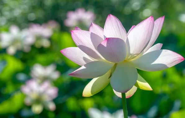 Picture white, macro, light, flowers, petals, Lotus, bokeh
