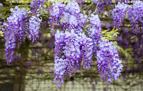 Flowers, branches, nature, background, wall, color, beauty, spring