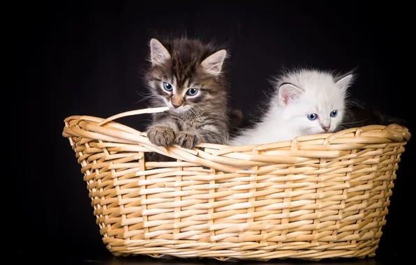 Cats, background, basket
