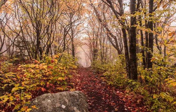 Autumn, forest, fog, stones, path