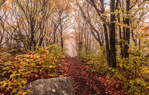 Picture autumn, forest, fog, stone, path