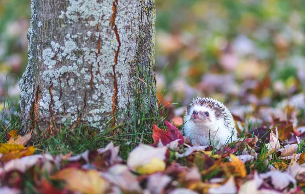 Autumn, foliage, hedgehog, hedgehog
