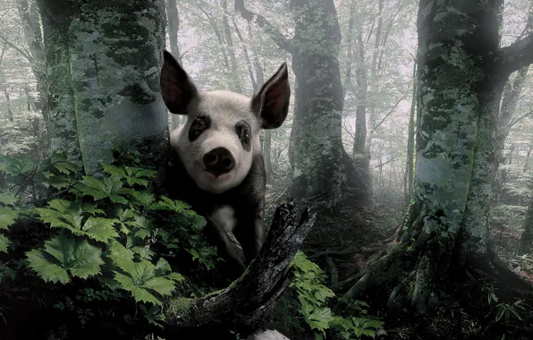 Forest, look, trees, ears, Peeps, pig