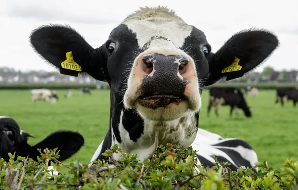 Picture face, background, cows