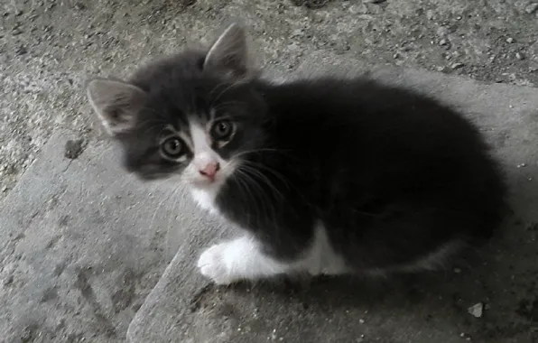 Kitty, fright, cute, beautiful