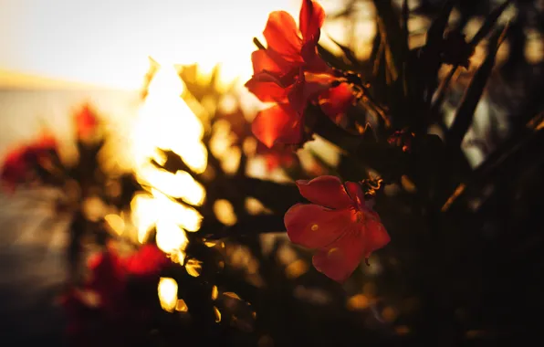Flower, rays, red, sunrise, bokeh, dobraatebe