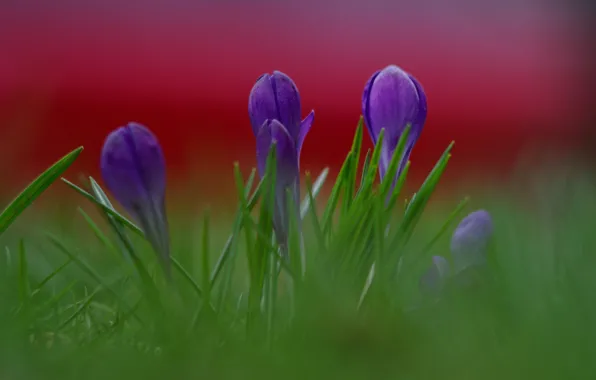 Grass, macro, flowers, background, petals, blur, purple, lilac