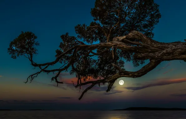 Sea, the sky, trees, night, the moon
