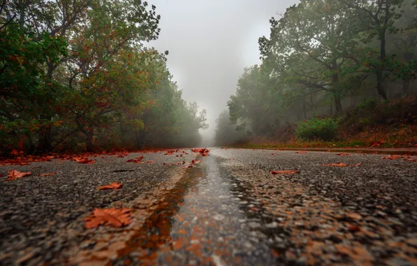 Road, autumn, leaves, trees, fog, rain, foliage, highway