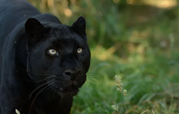 Look, predator, Panther