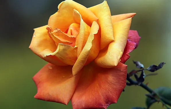 Picture drops, macro, Rosa, rose, petals, Bud