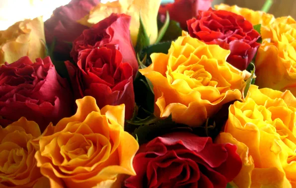 Leaves, yellow, red, roses, roses
