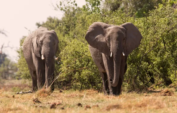Elephant, large, beautiful, trunk