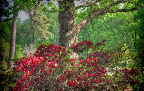 Picture trees, flowers, USA, the bushes, rhododendrons, Honor Heights Park
