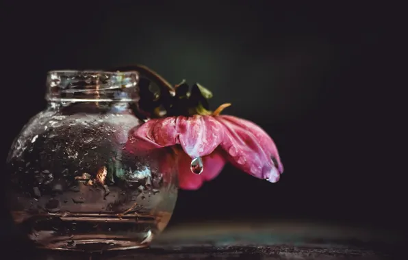 Flowers, background, Bank