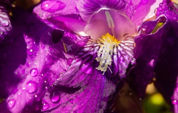 Flower, drops, macro, light, lilac, pink, shadow, spring