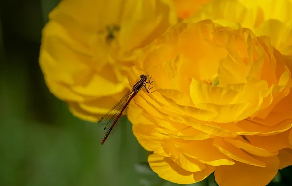 Macro, flowers, dragonfly, yellow, petals, insect, buttercups, Ranunculus