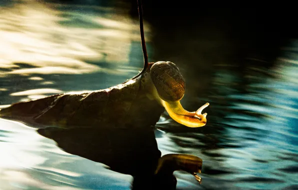 Autumn, water, macro, light, pose, sheet, glare, pond