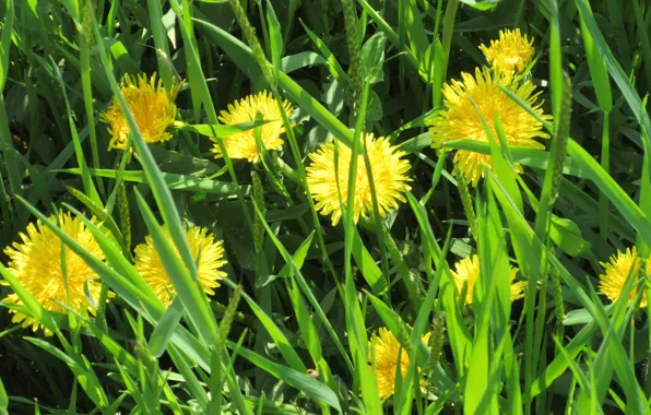 Grass, meadow, dandelions, April, spring 2018, Meduzanol ©