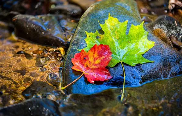 Autumn, leaves, water, wet, stones, maple