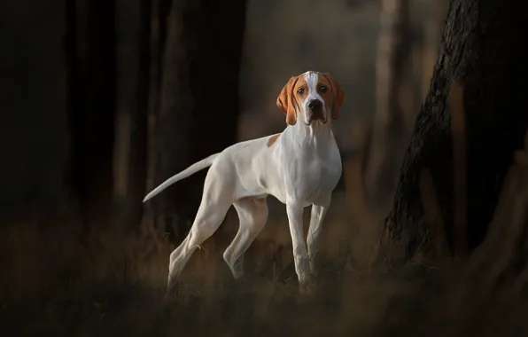 Picture trees, dog, pointer, English pointer
