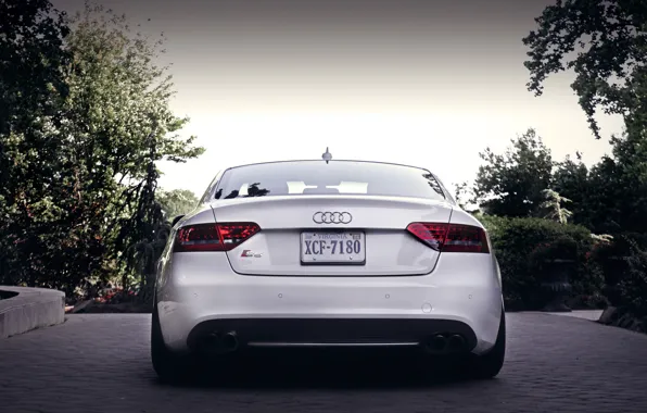 Audi, Audi, back, white, white